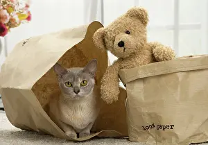 Teddy: 80191661 Cat - Burmese - with teddy bear Jean-Michel