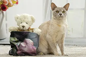 Teddy: 80191663 Cat - Burmese - with teddy bear Jean-Michel
