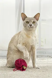 Wool: 80191664 Cat - Burmese with ball of wool Jean-Michel