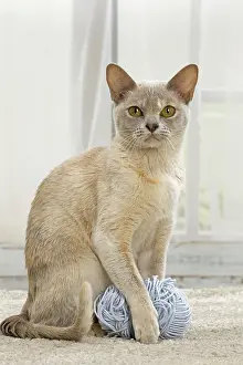 Wool: 80191665 Cat - Burmese with ball of wool Jean-Michel