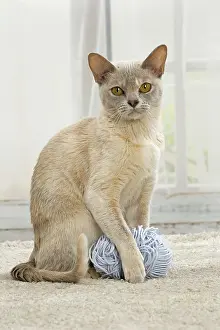 Wool: 80191666 Cat - Burmese with ball of wool Jean-Michel