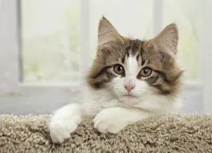 80191683 Cat - Norwegian Forest Cat - kitten Jean-Michel