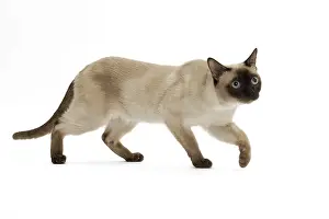Tonkinese: 80191693 Cat - Tonkinese Jean-Michel Labat All images