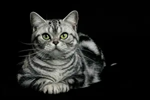 Shorthair: 80191698 Cat - American Shorthair Jean-Michel Labat