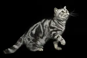 Shorthair: 80191699 Cat - American Shorthair Jean-Michel Labat