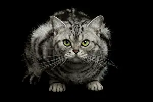 Shorthair: 80191700 Cat - American Shorthair Jean-Michel Labat
