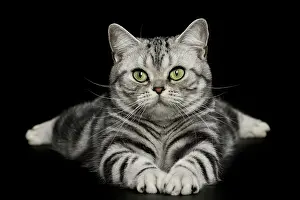 Shorthair: 80191702 Cat - American Shorthair Jean-Michel Labat