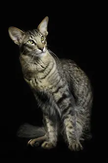 Mandarin: 80191713 Cat - Mandarin Jean-Michel Labat All images