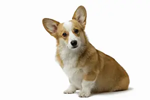 Pembroke: 80191734 Dog - Welsh Corgi Pembroke Jean-Michel