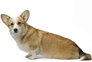 Pembroke: 80191735 Dog - Welsh Corgi Pembroke Jean-Michel
