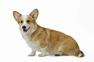 Pembroke: 80191736 Dog - Welsh Corgi Pembroke Jean-Michel