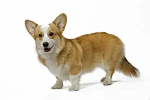 Pembroke: 80191737 Dog - Welsh Corgi Pembroke Jean-Michel