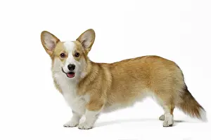 Pembroke: 80191738 Dog - Welsh Corgi Pembroke Jean-Michel