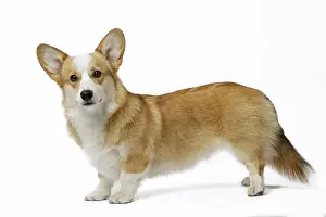 Pembroke: 80191739 Dog - Welsh Corgi Pembroke Jean-Michel