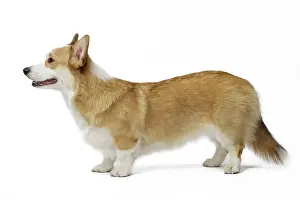 Pembroke: 80191740 Dog - Welsh Corgi Pembroke Jean-Michel