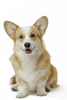 Pembroke: 80191741 Dog - Welsh Corgi Pembroke Jean-Michel
