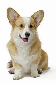 Pembroke: 80191742 Dog - Welsh Corgi Pembroke Jean-Michel