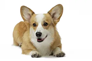 Pembroke: 80191743 Dog - Welsh Corgi Pembroke Jean-Michel