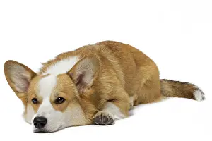 Pembroke: 80191744 Dog - Welsh Corgi Pembroke Jean-Michel