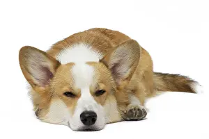 Pembroke: 80191745 Dog - Welsh Corgi Pembroke Jean-Michel