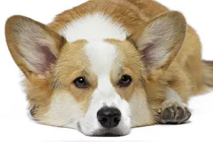 Pembroke: 80191746 Dog - Welsh Corgi Pembroke Jean-Michel