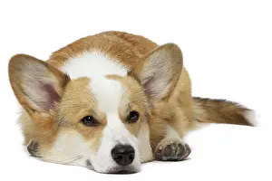 Pembroke: 80191747 Dog - Welsh Corgi Pembroke Jean-Michel