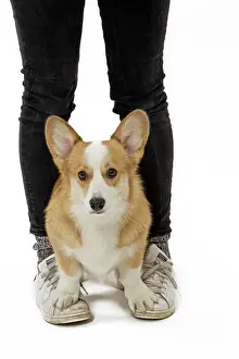 Pembroke: 80191753 Dog - Welsh Corgi Pembroke - with girl