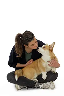 Pembroke: 80191755 Dog - Welsh Corgi Pembroke - with girl
