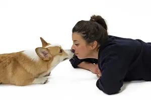 Pembroke: 80191756 Dog - Welsh Corgi Pembroke - with girl