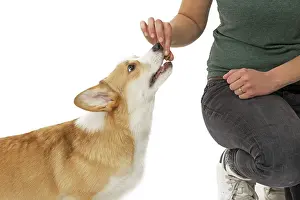 Pembroke: 80191760 Dog - Welsh Corgi Pembroke - with girl