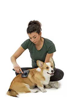 Pembroke: 80191761 Dog - Welsh Corgi Pembroke - with girl