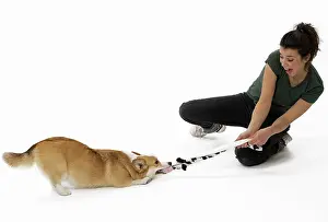 Pembroke: 80191763 Dog - Welsh Corgi Pembroke - with girl