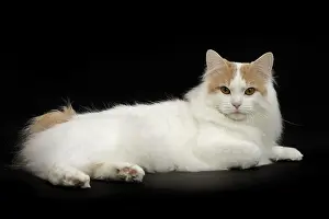 Bobtail: 80191768 Cat - Kurilian Bobtail Jean-Michel Labat