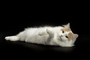 Bobtail: 80191769 Cat - Kurilian Bobtail Jean-Michel Labat