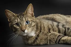 Ojos: 80191775 Cat - Ojos Azules Jean-Michel Labat All