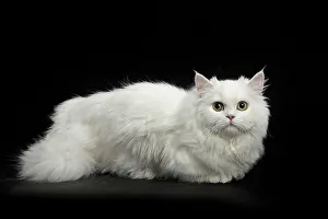 Minuet: 80191777 Cat - Minuet Jean-Michel Labat All images