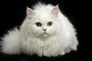 Minuet: 80191778 Cat - Minuet Jean-Michel Labat All images