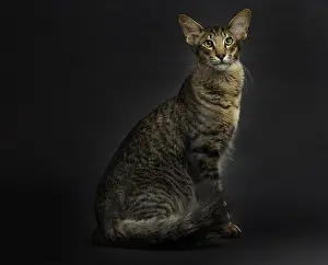 Mandarin: 80191779 Cat - Mandarin Jean-Michel Labat All images