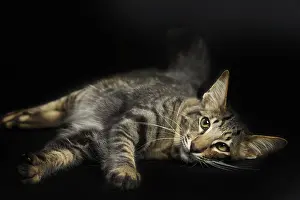 Mandarin: 80191780 Cat - Mandarin Jean-Michel Labat All images