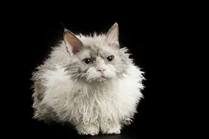 Selkirk: 80191787 Cat - Selkirk Rex Jean-Michel Labat All