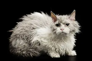 Selkirk: 80191788 Cat - Selkirk Rex Jean-Michel Labat All