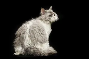 Selkirk: 80191789 Cat - Selkirk Rex Jean-Michel Labat All