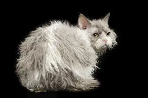 Selkirk: 80191790 Cat - Selkirk Rex Jean-Michel Labat All