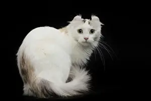 Curl: 80191793 Cat - American Curl Jean-Michel Labat All