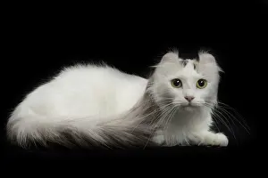 Curl: 80191794 Cat - American Curl Jean-Michel Labat All
