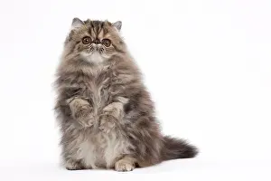 Blotched: 80191795 Cat - Persian - brown blotched tabby -