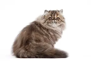 Blotched: 80191796 Cat - Persian - brown blotched tabby -