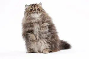 Blotched: 80191797 Cat - Persian - brown blotched tabby -