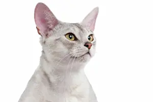 Abyssinian: 80191802 Cat - Silver Abyssinian Jean-Michel Labat
