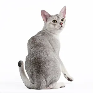 Abyssinian: 80191803 Cat - Silver Abyssinian Jean-Michel Labat